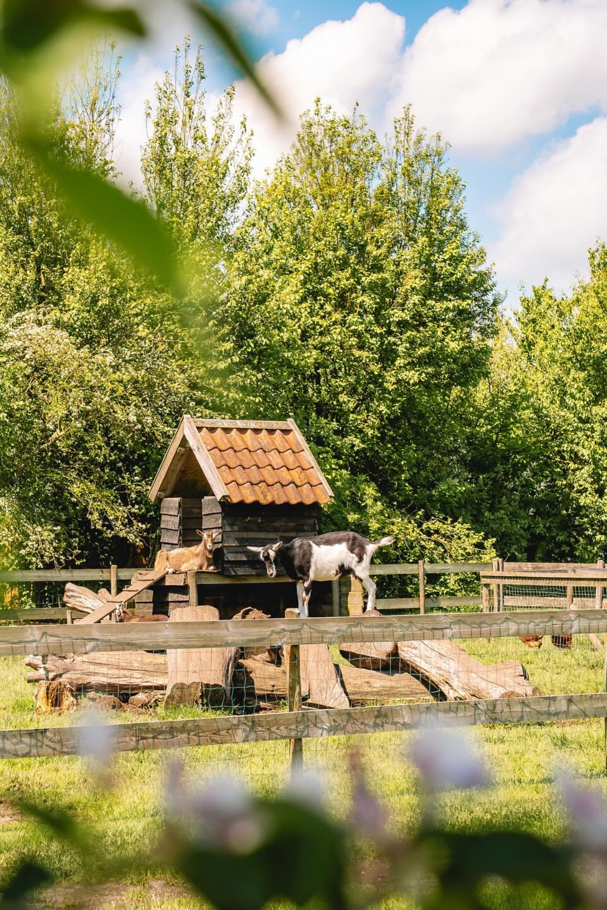 Knus natuurhuisje met hottub voor twee personen Smuk Friesland