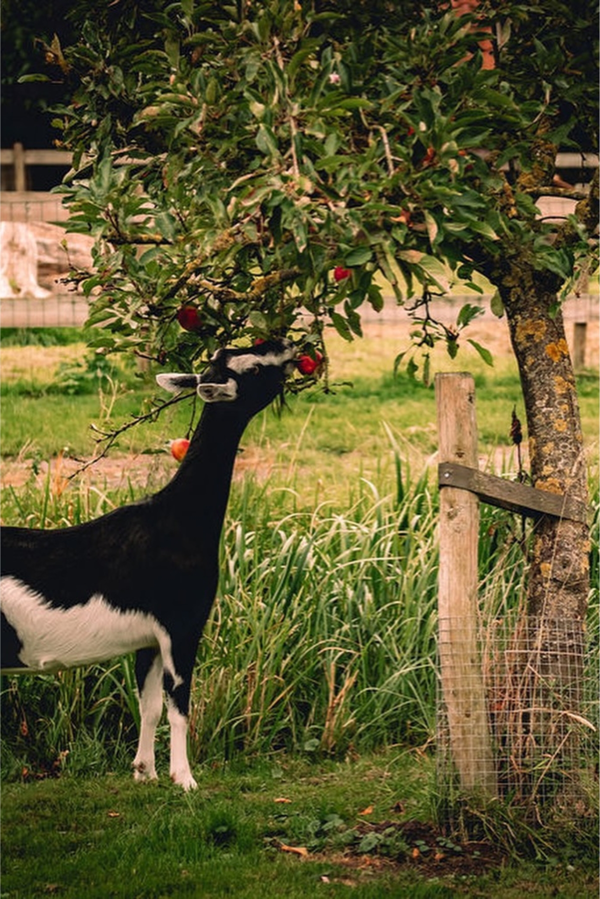 Knus natuurhuisje met hottub voor twee personen Smuk Friesland