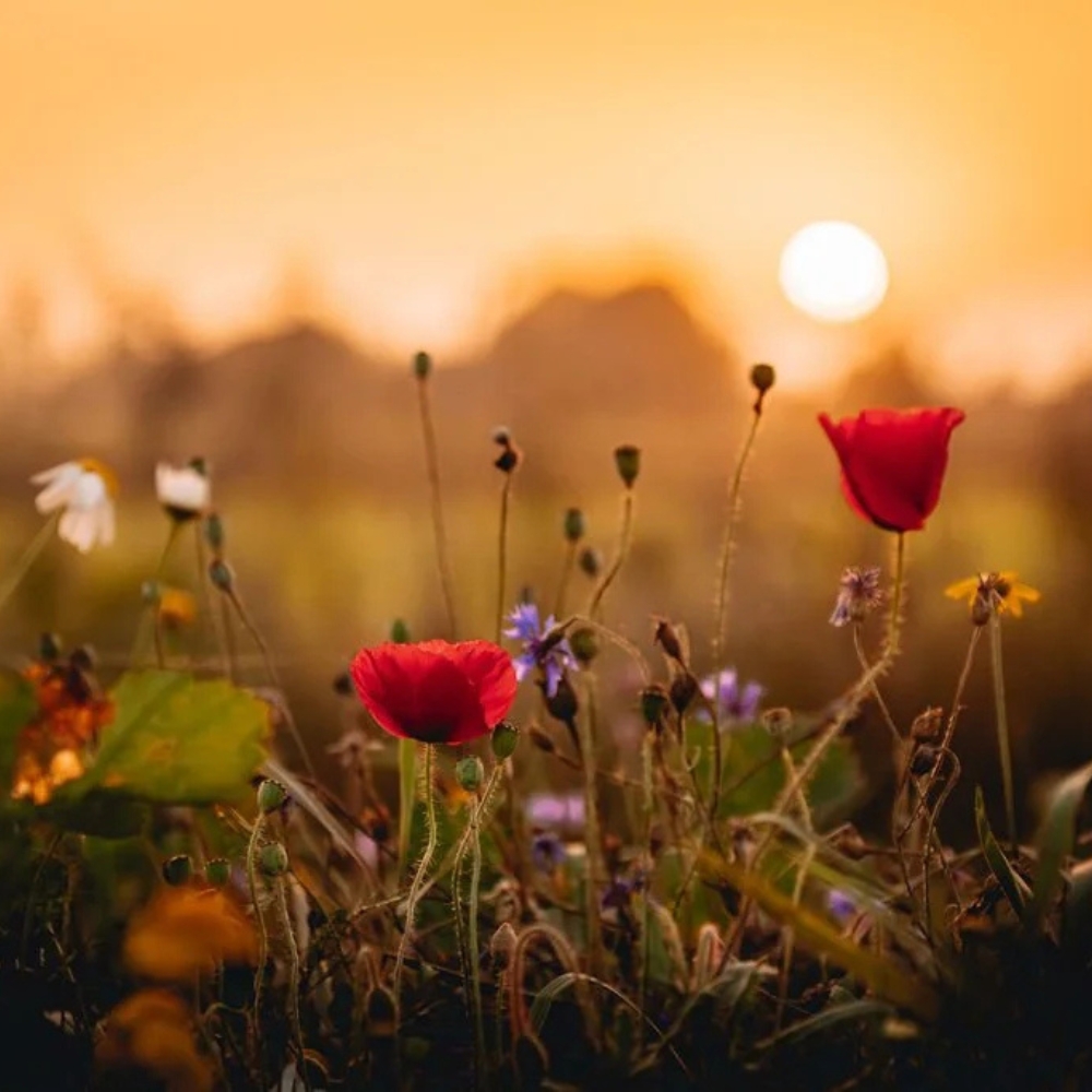 Knus natuurhuisje met hottub voor twee personen Smuk Friesland